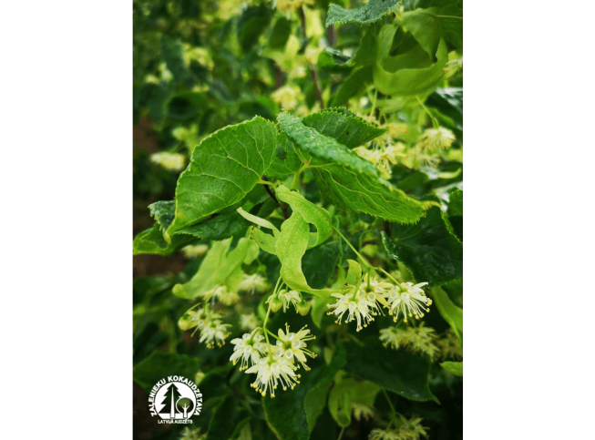 Tilia cordata   'Ramabo'